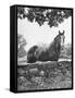 Horse with a White Nose, Standing Behind a Stone Fence-Yale Joel-Framed Stretched Canvas