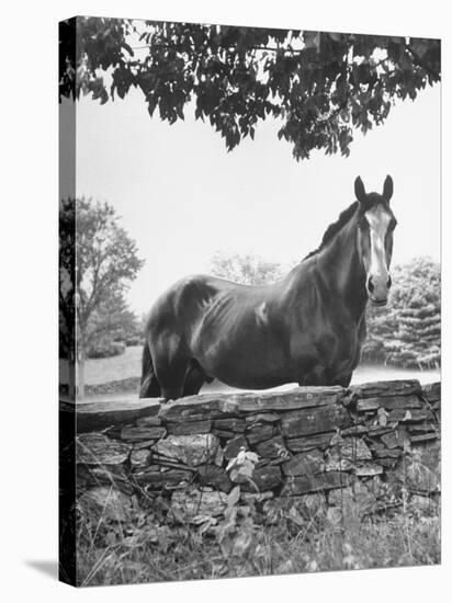 Horse with a White Nose, Standing Behind a Stone Fence-Yale Joel-Stretched Canvas