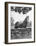 Horse with a White Nose, Standing Behind a Stone Fence-Yale Joel-Framed Photographic Print