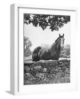 Horse with a White Nose, Standing Behind a Stone Fence-Yale Joel-Framed Photographic Print