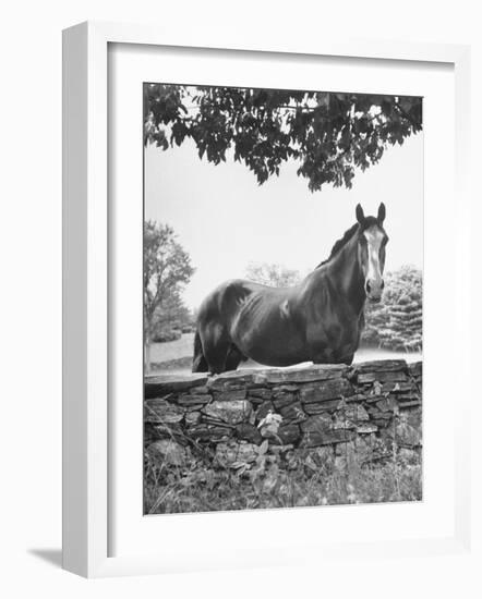 Horse with a White Nose, Standing Behind a Stone Fence-Yale Joel-Framed Photographic Print