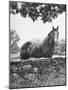 Horse with a White Nose, Standing Behind a Stone Fence-Yale Joel-Mounted Photographic Print