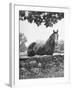 Horse with a White Nose, Standing Behind a Stone Fence-Yale Joel-Framed Photographic Print