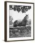 Horse with a White Nose, Standing Behind a Stone Fence-Yale Joel-Framed Photographic Print