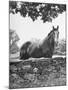 Horse with a White Nose, Standing Behind a Stone Fence-Yale Joel-Mounted Photographic Print