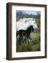 Horse with it's Foal in Field, Side View-David De Lossy-Framed Photographic Print