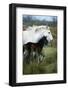 Horse with it's Foal in Field, Side View-David De Lossy-Framed Photographic Print