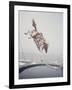 Horse with LBJ Banner Diving into the Water at Atlantic City-Art Rickerby-Framed Photographic Print