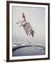 Horse with LBJ Banner Diving into the Water at Atlantic City-Art Rickerby-Framed Photographic Print