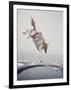 Horse with LBJ Banner Diving into the Water at Atlantic City-Art Rickerby-Framed Photographic Print