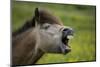 Horse with Mouth Open-W. Perry Conway-Mounted Photographic Print