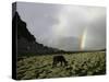 Horse with Rainbow, Tibet-Michael Brown-Stretched Canvas