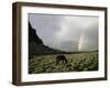 Horse with Rainbow, Tibet-Michael Brown-Framed Premium Photographic Print