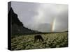 Horse with Rainbow, Tibet-Michael Brown-Stretched Canvas