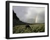 Horse with Rainbow, Tibet-Michael Brown-Framed Photographic Print