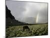 Horse with Rainbow, Tibet-Michael Brown-Mounted Photographic Print