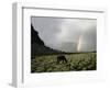 Horse with Rainbow, Tibet-Michael Brown-Framed Photographic Print