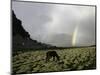 Horse with Rainbow, Tibet-Michael Brown-Mounted Photographic Print