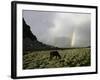 Horse with Rainbow, Tibet-Michael Brown-Framed Photographic Print