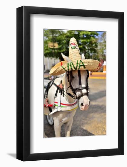 Horse with Straw Hat in Valladolid, Yucatan Peninsula, Mexico-null-Framed Art Print