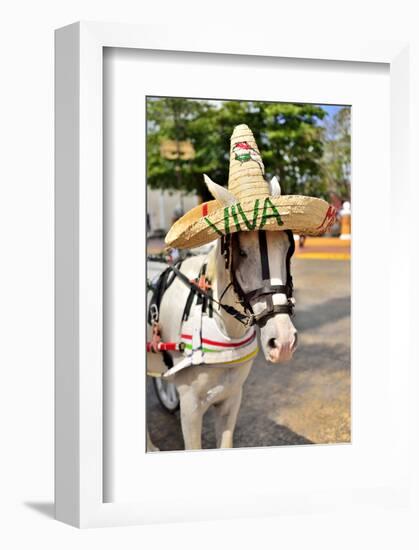 Horse with Straw Hat in Valladolid, Yucatan Peninsula, Mexico-null-Framed Art Print