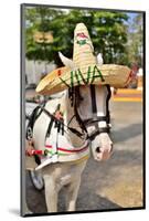Horse with Straw Hat in Valladolid, Yucatan Peninsula, Mexico-null-Mounted Art Print