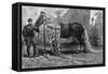 Horse with the Longest Mane and Tail in the World, 1895-null-Framed Stretched Canvas