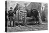 Horse with the Longest Mane and Tail in the World, 1895-null-Stretched Canvas