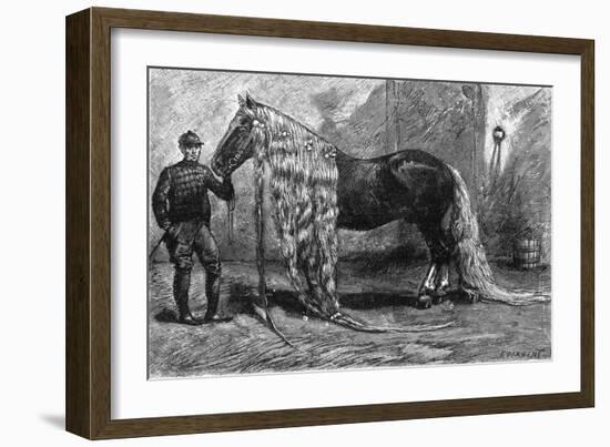 Horse with the Longest Mane and Tail in the World, 1895-null-Framed Art Print
