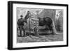 Horse with the Longest Mane and Tail in the World, 1895-null-Framed Art Print