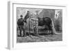 Horse with the Longest Mane and Tail in the World, 1895-null-Framed Art Print