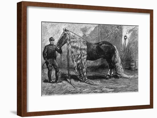 Horse with the Longest Mane and Tail in the World, 1895-null-Framed Art Print