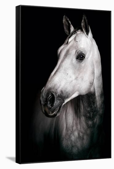 Horse-Fabio Petroni-Framed Stretched Canvas