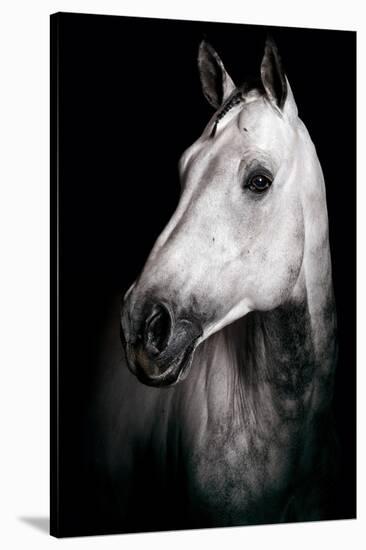Horse-Fabio Petroni-Stretched Canvas
