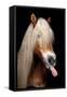 Horse-Fabio Petroni-Framed Stretched Canvas