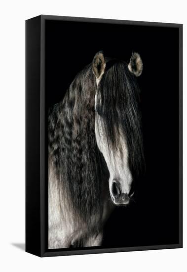 Horse-Fabio Petroni-Framed Stretched Canvas