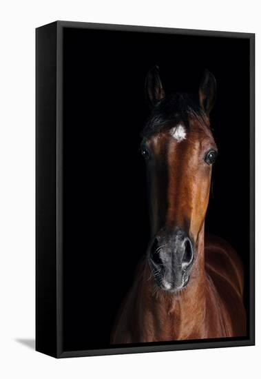 Horse-Fabio Petroni-Framed Stretched Canvas