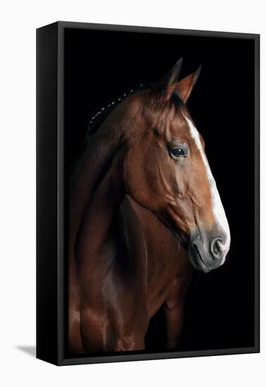 Horse-Fabio Petroni-Framed Stretched Canvas