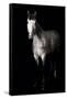 Horse-Fabio Petroni-Framed Stretched Canvas