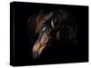 Horse-Fabio Petroni-Stretched Canvas