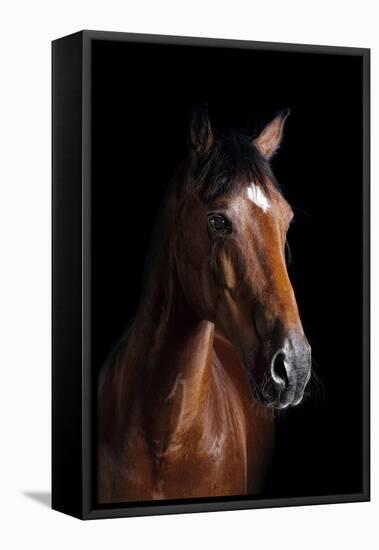 Horse-Fabio Petroni-Framed Stretched Canvas