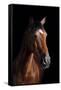 Horse-Fabio Petroni-Framed Stretched Canvas