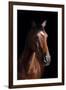 Horse-Fabio Petroni-Framed Premium Photographic Print