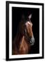 Horse-Fabio Petroni-Framed Premium Photographic Print