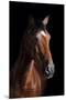 Horse-Fabio Petroni-Mounted Premium Photographic Print