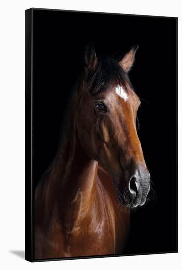 Horse-Fabio Petroni-Framed Stretched Canvas