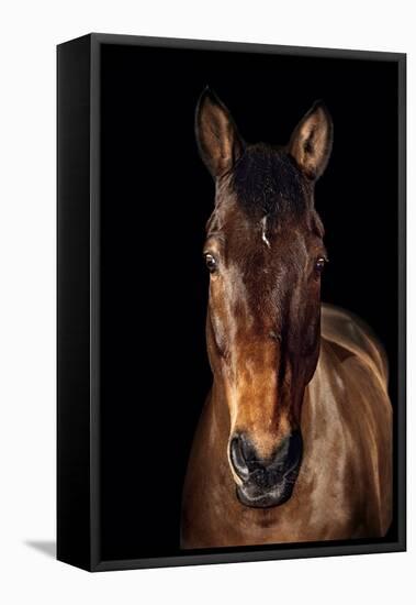 Horse-Fabio Petroni-Framed Stretched Canvas