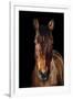 Horse-Fabio Petroni-Framed Premium Photographic Print