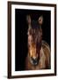 Horse-Fabio Petroni-Framed Premium Photographic Print