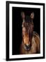 Horse-Fabio Petroni-Framed Premium Photographic Print